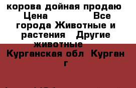 корова дойная продаю › Цена ­ 100 000 - Все города Животные и растения » Другие животные   . Курганская обл.,Курган г.